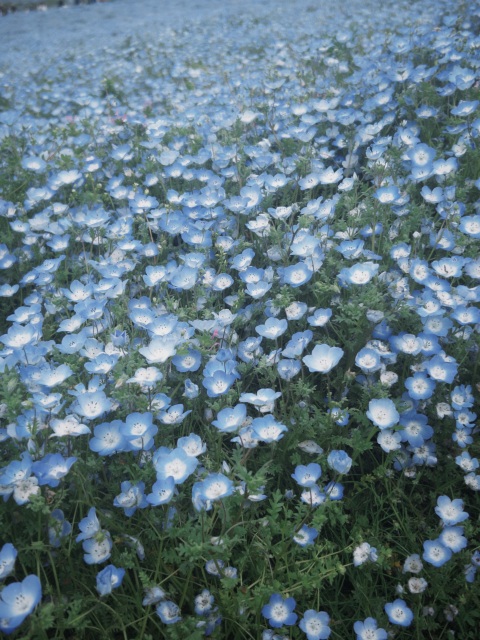 写メ