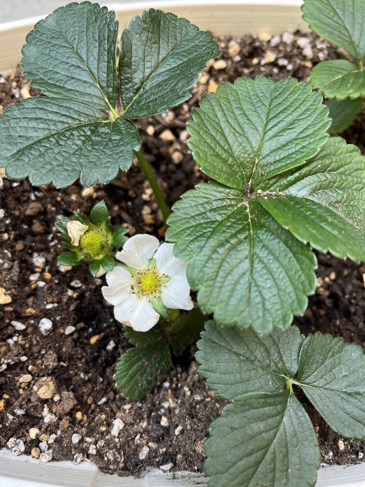 アップロード画像