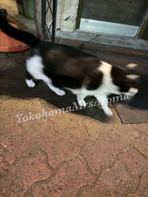 写メ