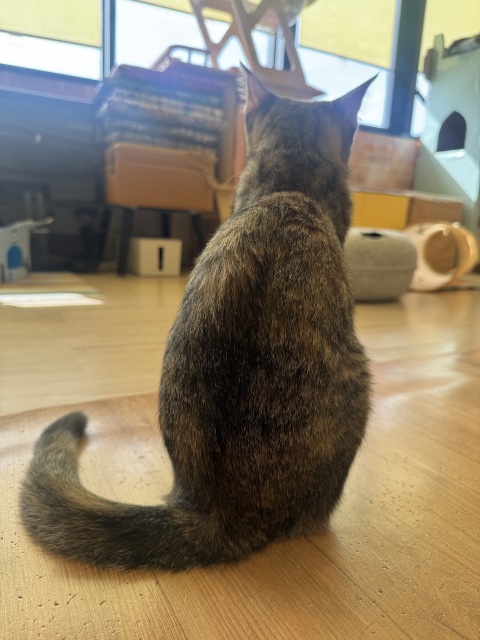 写メ