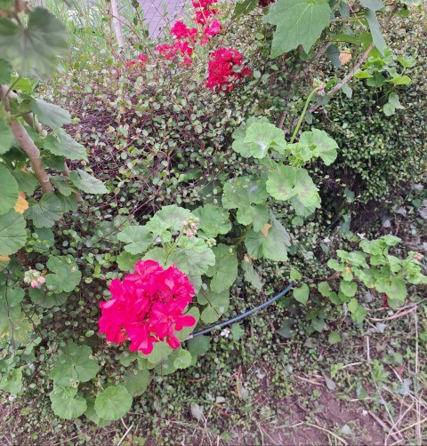 写メ