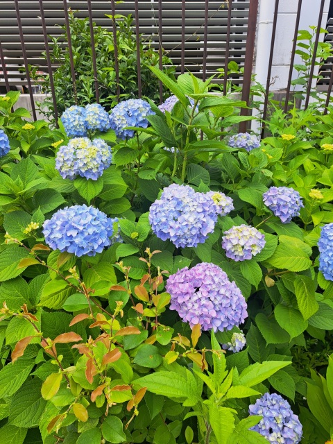 写メ
