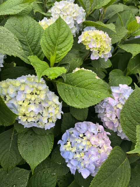 写メ