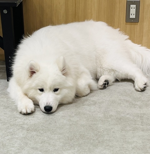 写メ
