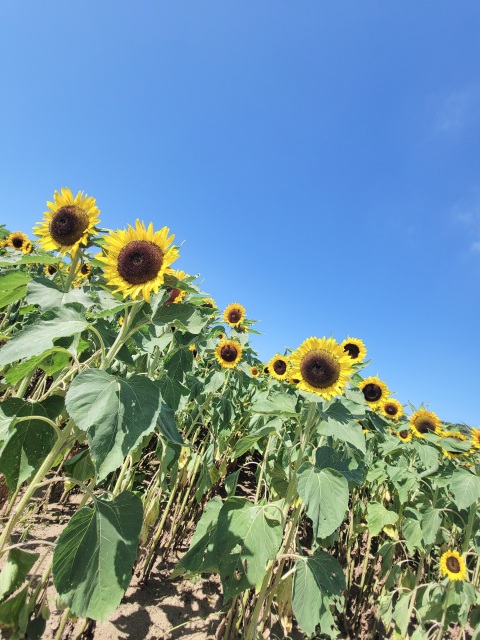 写メ