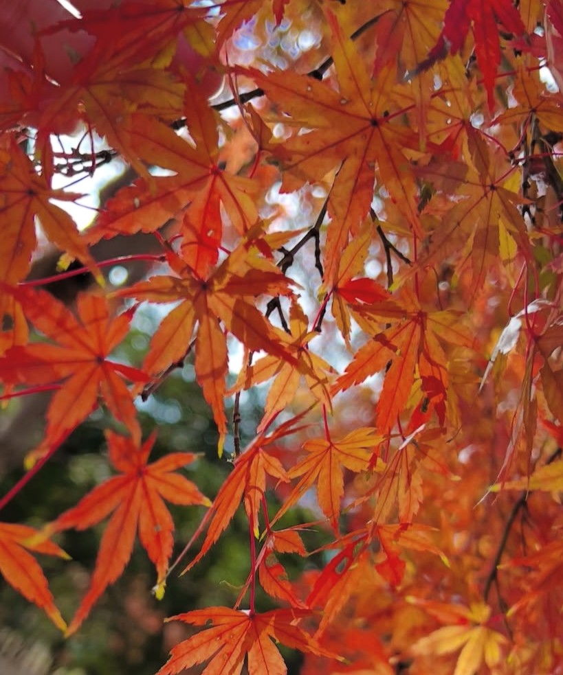 アップロード画像