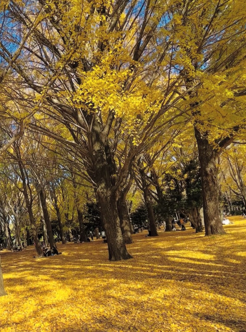 アップロード画像