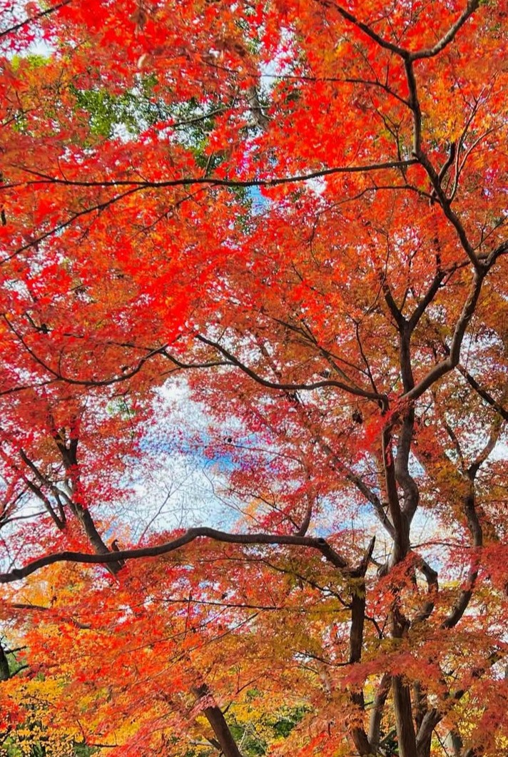 アップロード画像