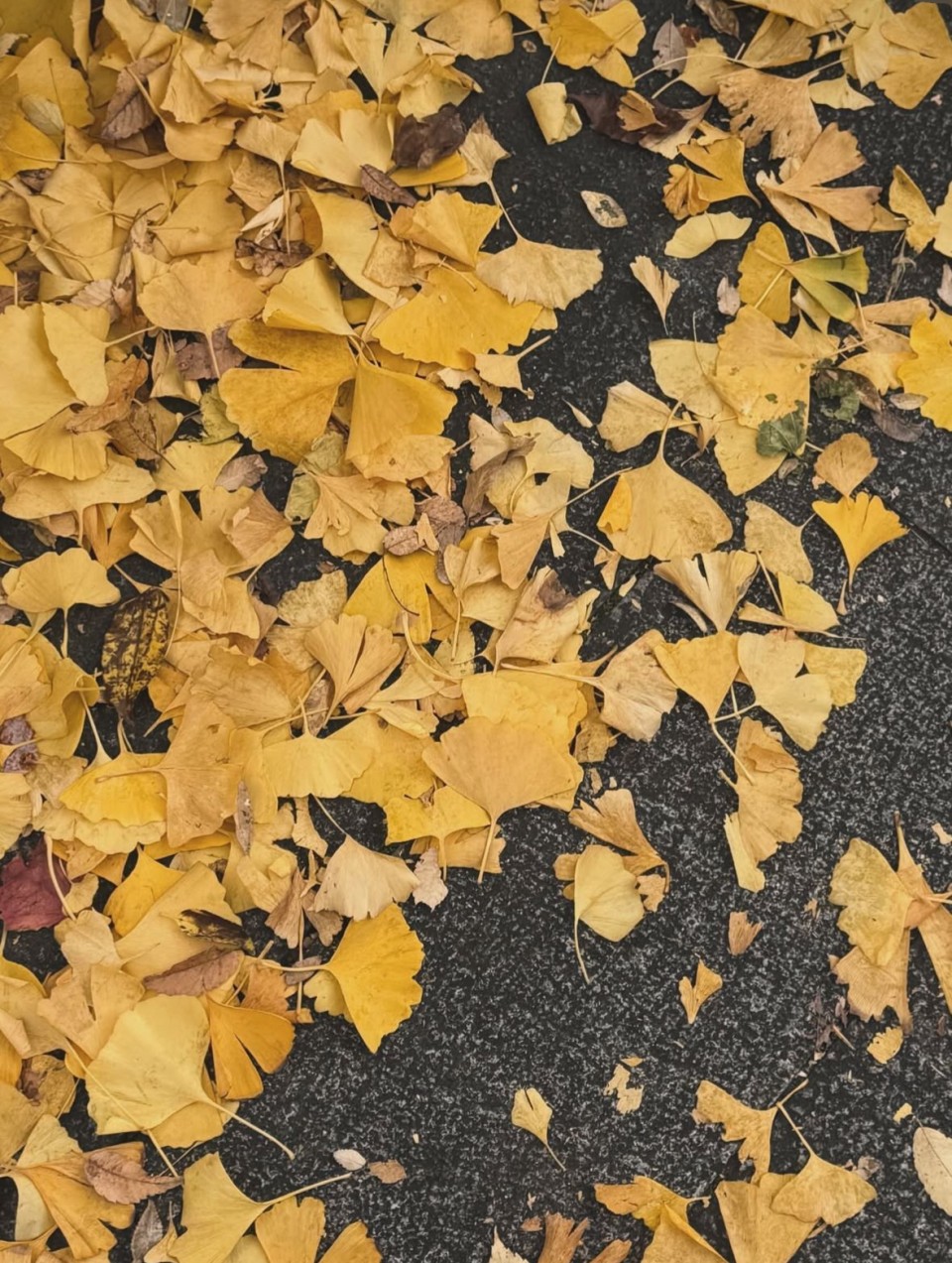 アップロード画像