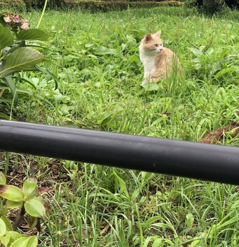 写メ
