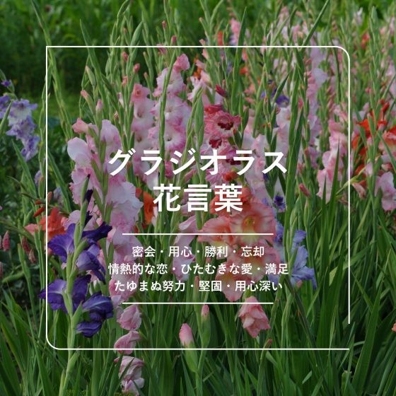 アップロード画像