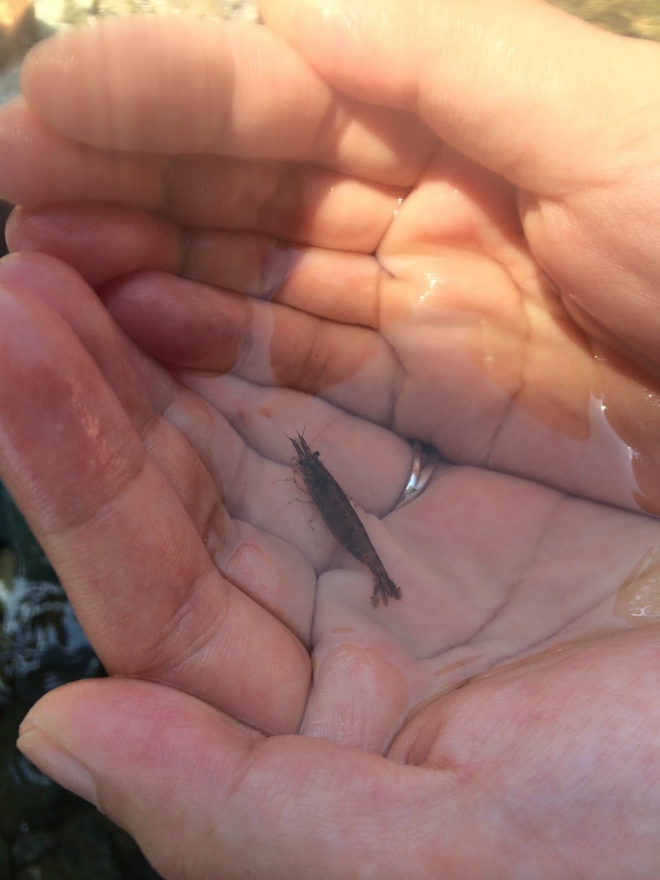 アップロード画像