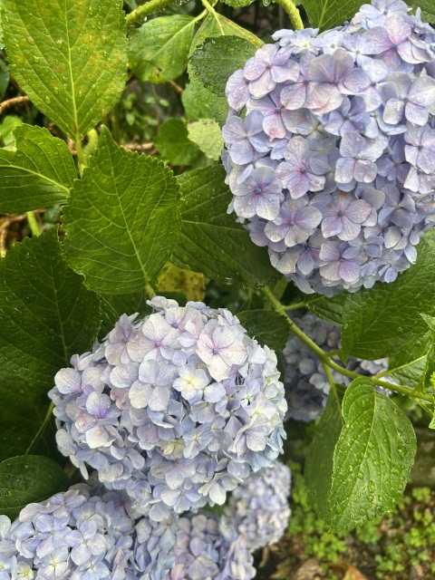 写メ